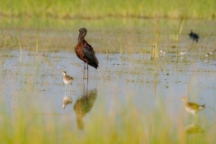 Glossy Ibis
