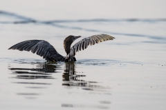 Little Cormorant