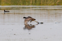 Common Coot