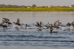 Common Coot