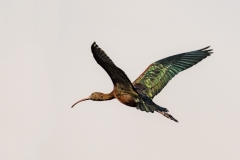 Black Ibis