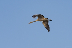 Common Crane