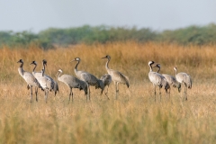 Common Crane