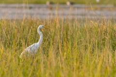 Median Egret