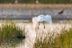 Median Egret