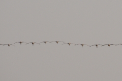 Common Crane