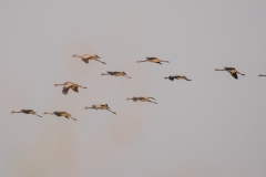 Common Crane