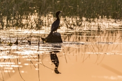 Little Cormorant
