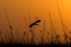 Ibis