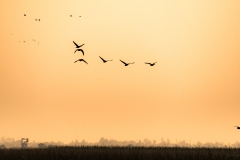 Greylag Goose