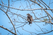 AHI-2018-03-25-18-52-30
