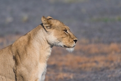 Lioness