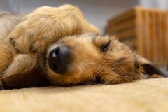 Our sleeping baby dog Hobbit