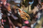 AHI-2019-05-30-18-28-52