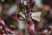 AHI-2019-05-30-18-29-48
