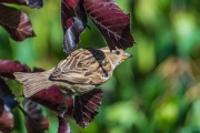 AHI-2019-05-30-18-32-20
