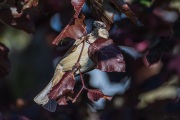 AHI-2019-05-30-18-33-03