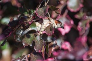 AHI-2019-05-30-18-40-15