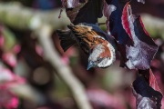 AHI-2019-05-30-19-05-55