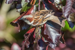 AHI-2019-05-30-18-31-27