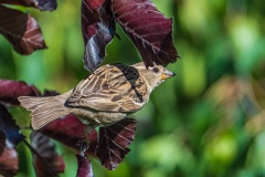 AHI-2019-05-30-18-32-20
