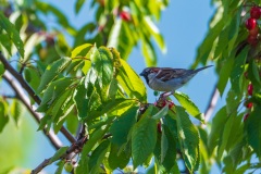 AHI-2019-05-30-18-36-47