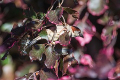AHI-2019-05-30-18-40-15