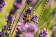 AHI-2019-07-14-16-23-38