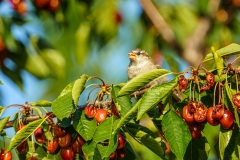 AHI-2020-06-27-19-33-47
