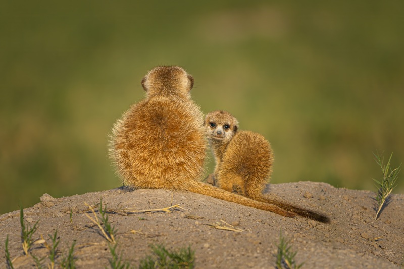 Align your tails