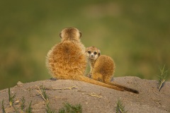 Align your tails