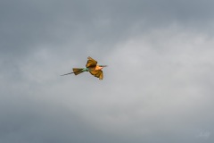 AHI-2020-03-06-08-13-34-2