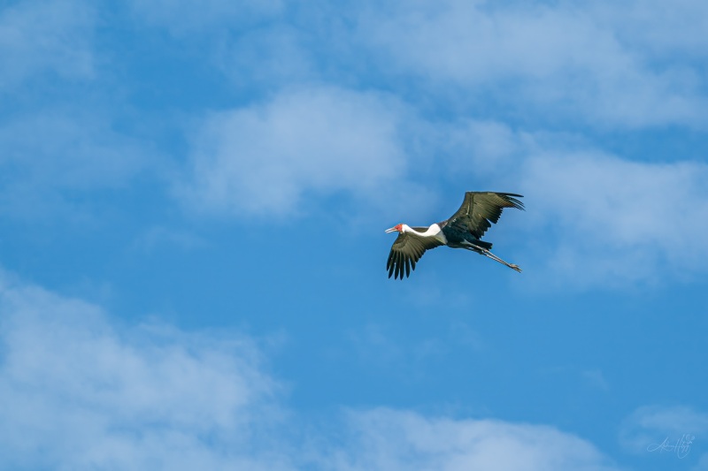 AHI-2020-03-08-09-01-02