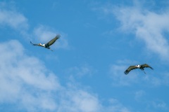 AHI-2020-03-08-09-01-00
