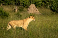 AHI-2020-03-11-07-30-12