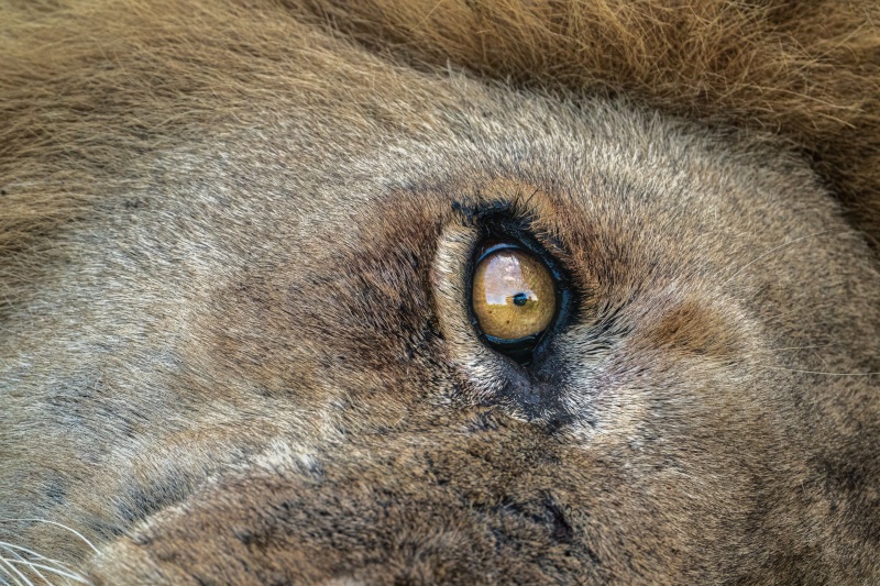 In the eye of a lion