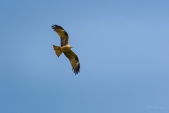 AHI-2021-05-29-11-49-40