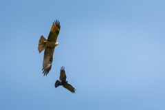 AHI-2021-05-29-11-49-41-1