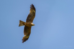 AHI-2021-05-29-11-50-21