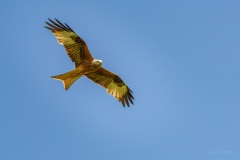 AHI-2021-05-29-13-12-29