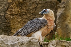 AHI-2021-08-03-12-42-55