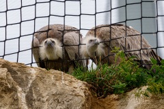 AHI-2021-08-03-12-57-39