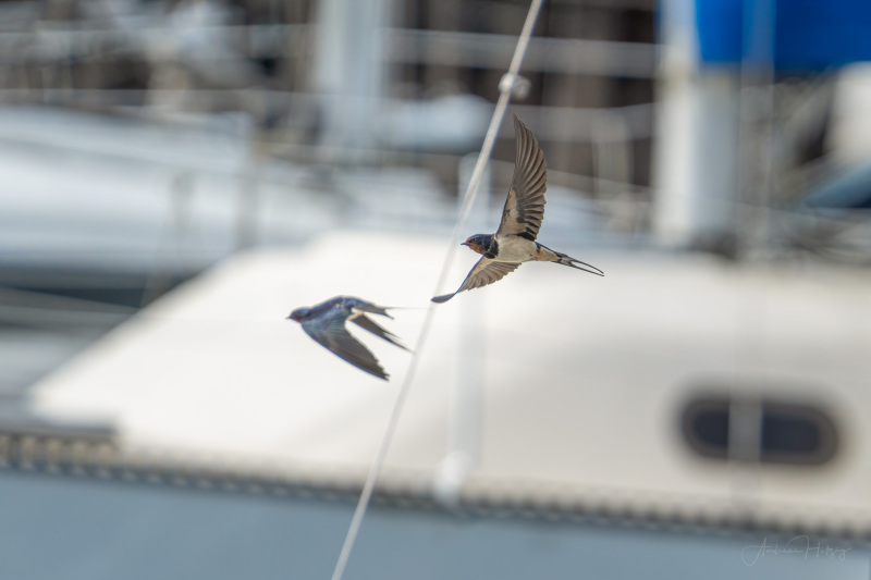 AHI-2022-04-23-09-53-59-4