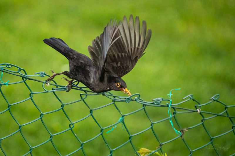 AHI-2022-05-13-Amsel