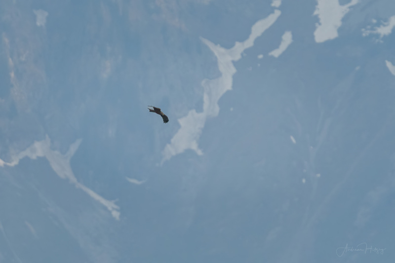 AHI-2022-05-13-Bussard