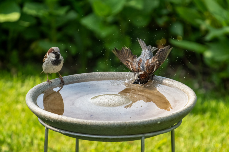 AHI-2022-05-13-Spatz