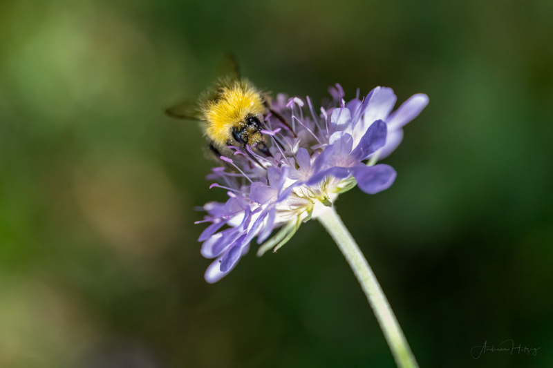 AHI-2022-06-05-15-25-53