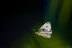 AHI-2022-07-03-09-58-31