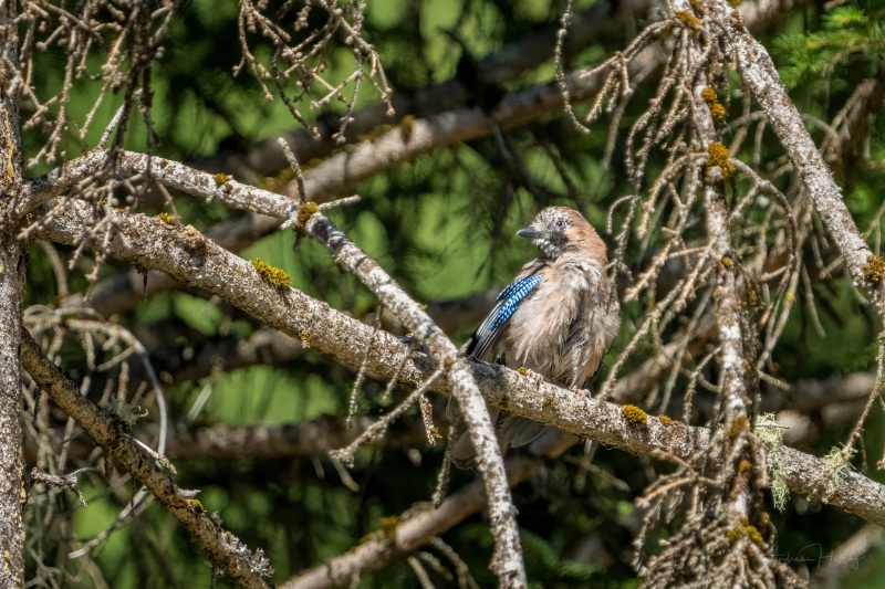 AHI-2022-08-03-10-41-09