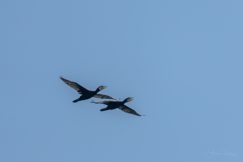 AHI-2022-09-18-14-29-56